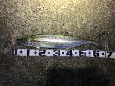 ポーアイ沖爆釣